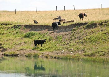 cows on grass dam