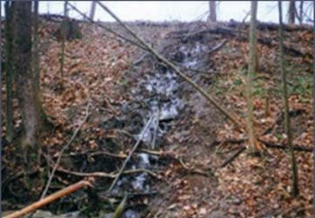 Seepage through dam damaged by tree roots