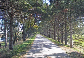 trees on both sides of a sidewalk path