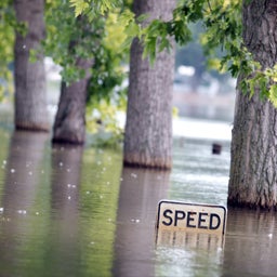 flooded trees with speed limit sign submerged